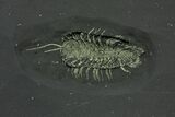 Pyritized Triarthrus Trilobite With Eggs & Ovarion Network! #159690-2